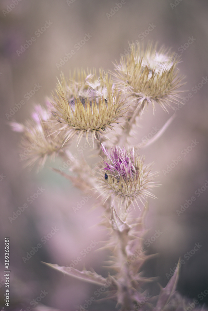 A beautiful wild cardo in the middle of the field A beautiful wild cardo in the middle of the field