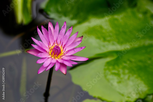 Pink lotus flower in the pool, blurred and select focus and space for text.