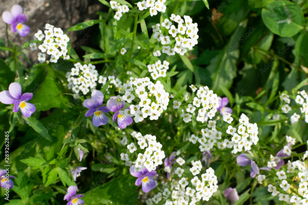 Macro shot of white alyssum or lobularia flowers in summer garden Macro shot of white alyssum or lobularia flowers in summer garden