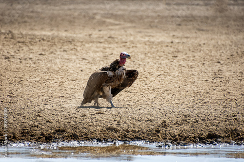 Lappet-faced Vulture photo