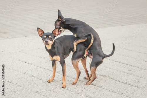 A couple of dogs mating in the street 
