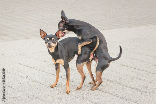 A couple of dogs mating in the street Stock Photo Adobe Stock