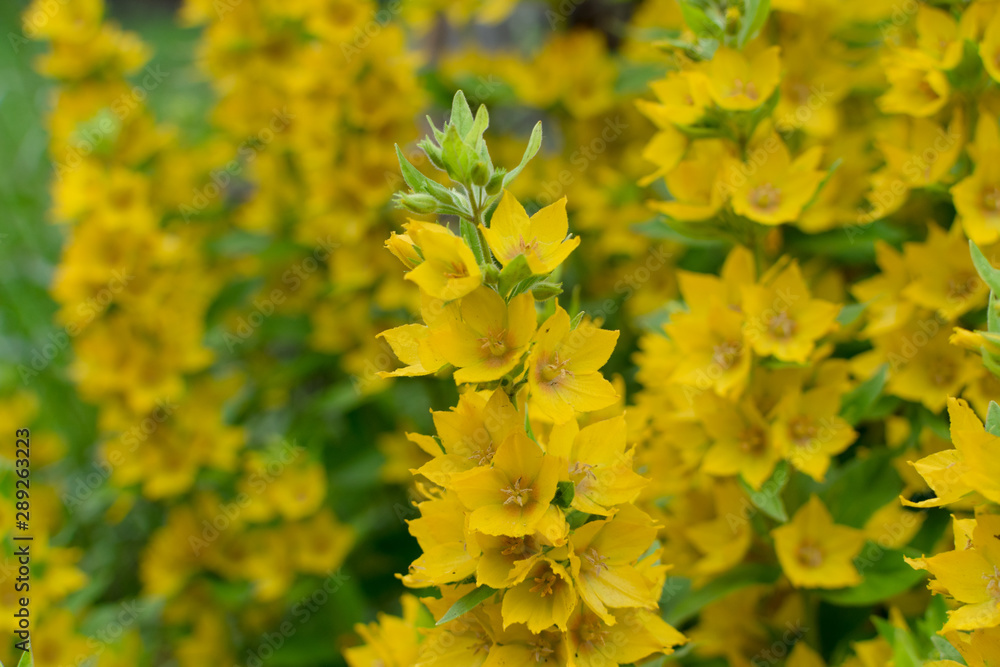 Yellow bells flowers of Lysimachia punctata in summer garden Yellow bells flowers of Lysimachia punctata in summer garden