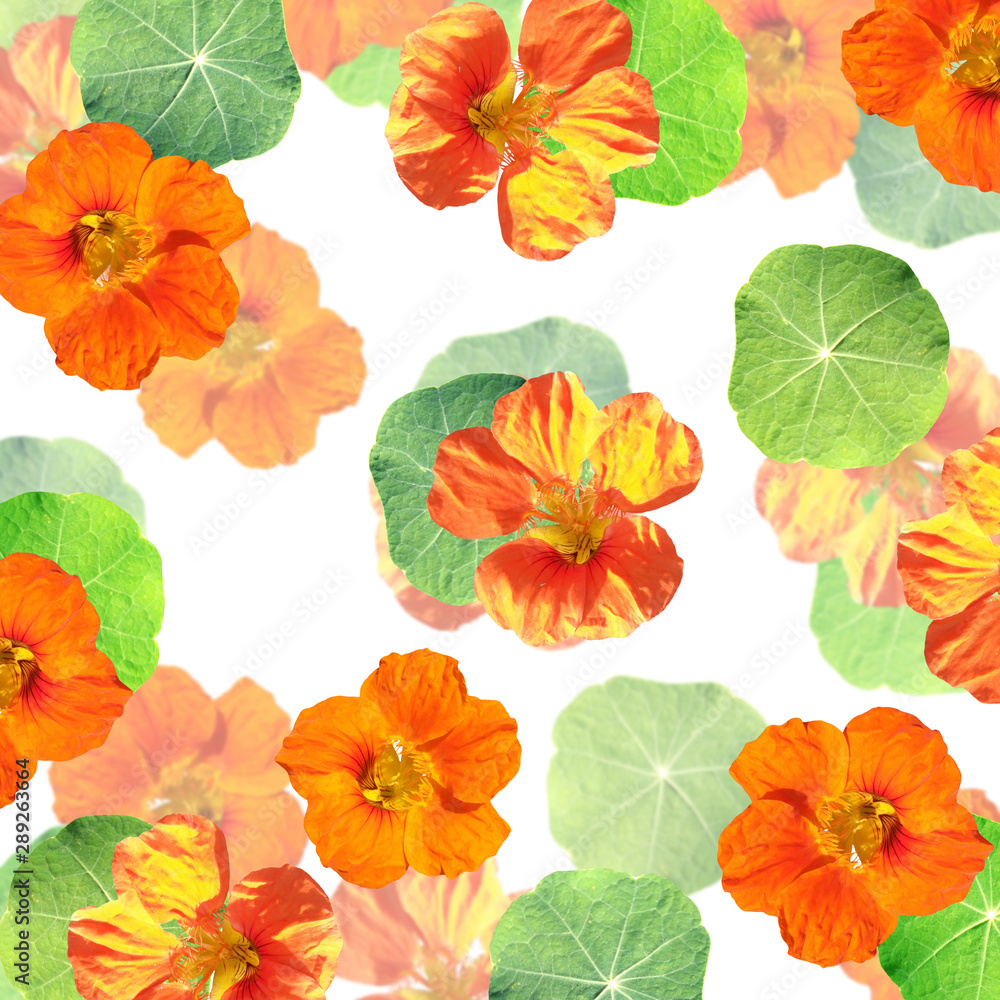 Obraz premium Beautiful floral background of orange nasturtiums. Isolated