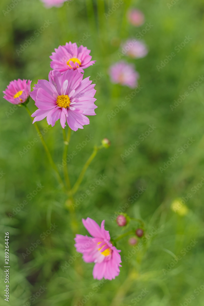 The Cosmos Flower of grassland The Cosmos Flower of grassland