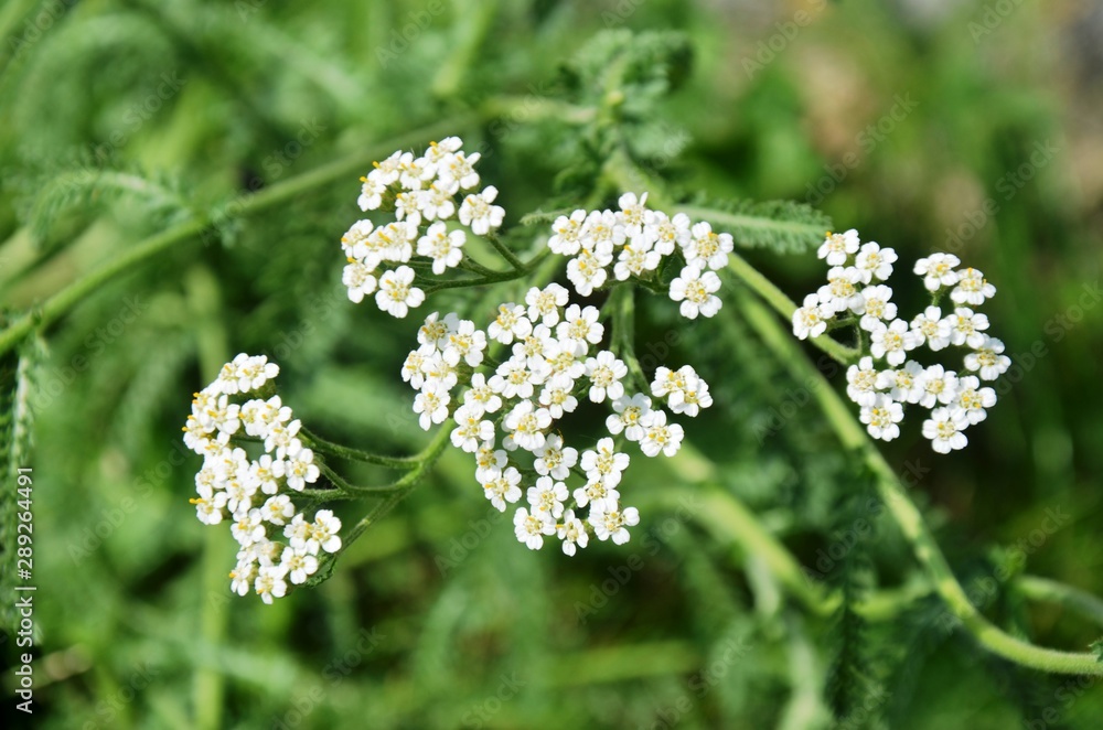 Wild white flower on the green field Wild white flower on the green field