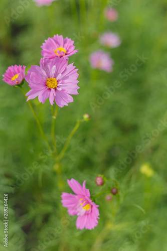 Fototapeta Naklejka Na Ścianę i Meble -  The Cosmos Flower of grassland
