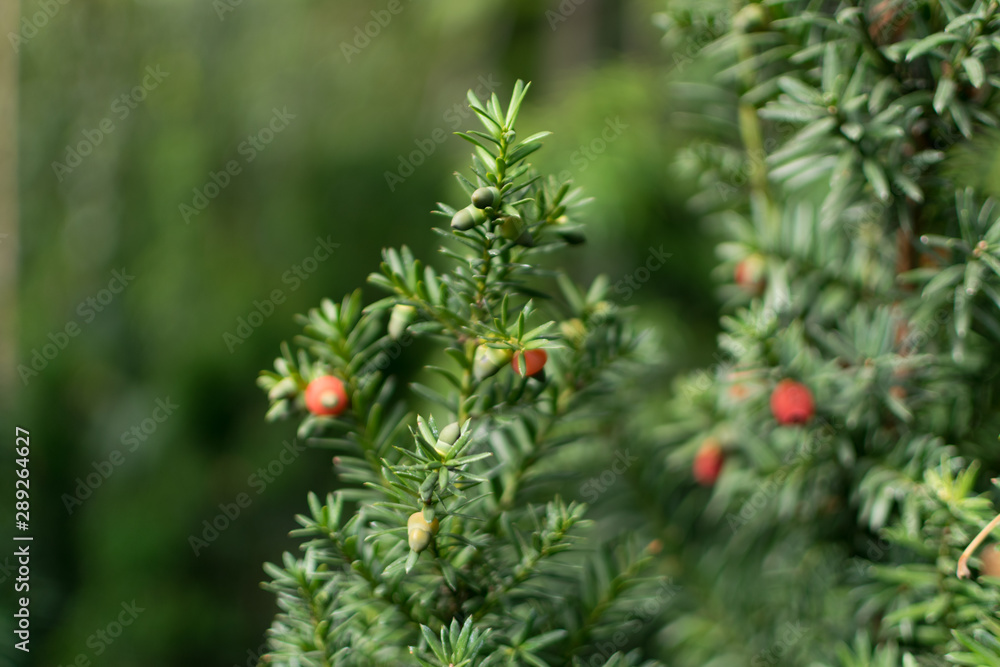 Blurred macro photo of decorative garden Taxus baccata or Yew