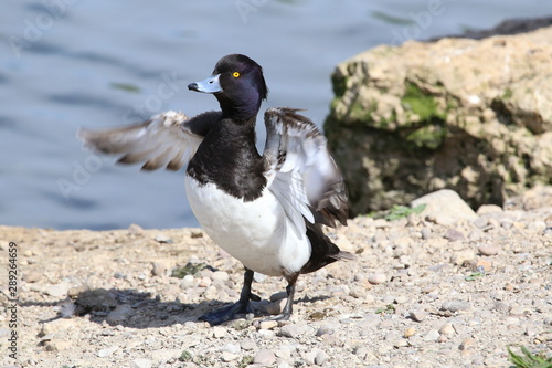 tufted duck stretching it wings © leafy