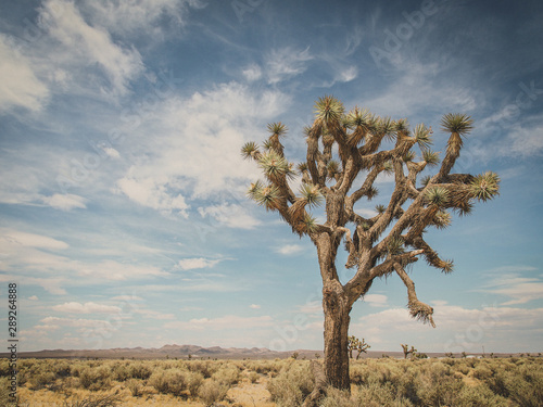 Joshua tree in front of sky