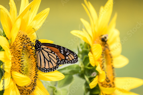 Monarch Butterfly, Danaus Plexippus, on bright yellow sunflowers  © rabbitti