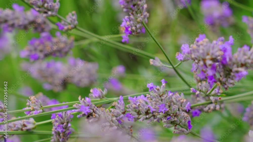 Breeze gently blowing lavender flowers as a bee flies between them before taking off Breeze gently blowing lavender flowers as a bee flies between them before taking off