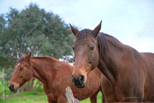 Headshot portrait of two brown horses outdoor in the ranch © sinseeho
