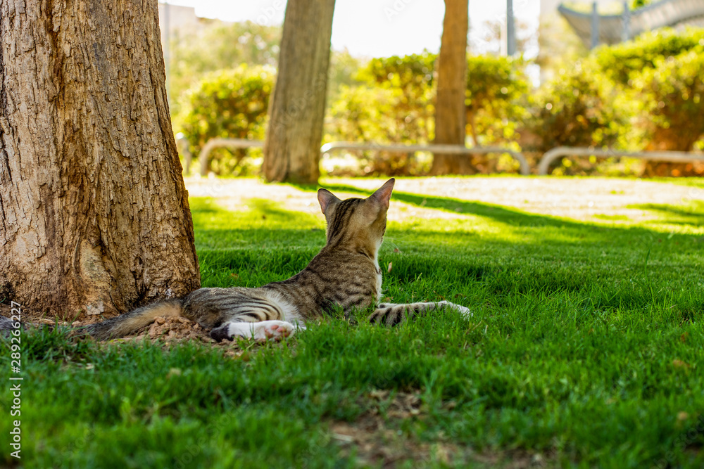 laying cat calm and peaceful street animal scene laying under tree