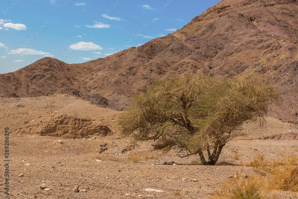 desert rocky wilderness nature environment scenic landscape space with lonely tree on sand stone mountain background in hot and dry Middle East weather time desert rocky wilderness nature environment scenic landscape space with lonely tree on sand stone mountain background in hot and dry Middle East weather time
