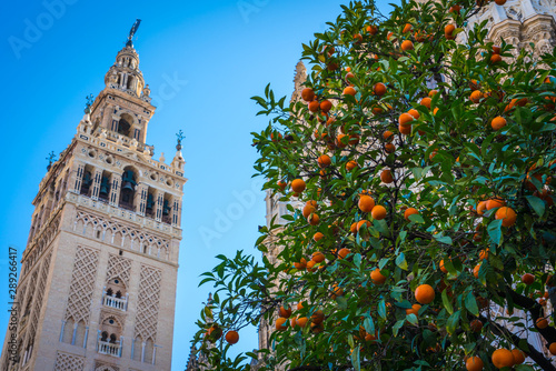 Giralda, Seville photo