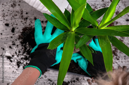 Yucca transplant at home. Care for home plants. Close-up of expanded clay, spray gun, soil pot and yucca in the pot. The girl replants a houseplant.