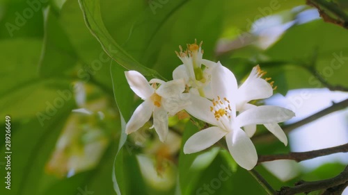 THE COURTYARDS FESTIVAL OF CORDOBA. Close up of Orange Blossom. Azahar en los Patios de Córdoba