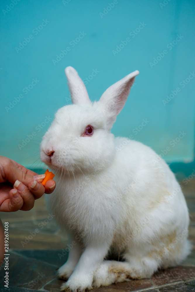 someone feeding the white and red eyes rabbit with a piece of carrot someone feeding the white and red eyes rabbit with a piece of carrot