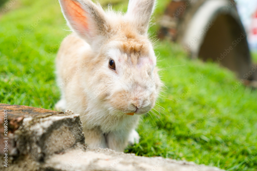 The light brown and white rabbit is standing on the green grass ground with a blurred background