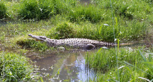 Madagascar Crocodile, Crocodylus niloticus © michaklootwijk