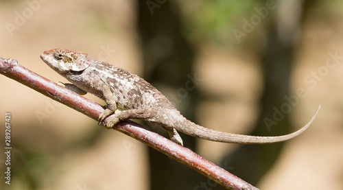 Beautiful camouflaged chameleon in Madagascar