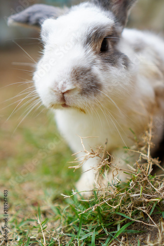 The light gray and white rabbit is standing on the ground with a blurred background © Ingon