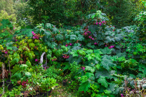 Bushes of black currant during the flowering of pink flowers with petals and green leaves in the garden on a warm summer day. Backgrounds and wallpapers in nature.