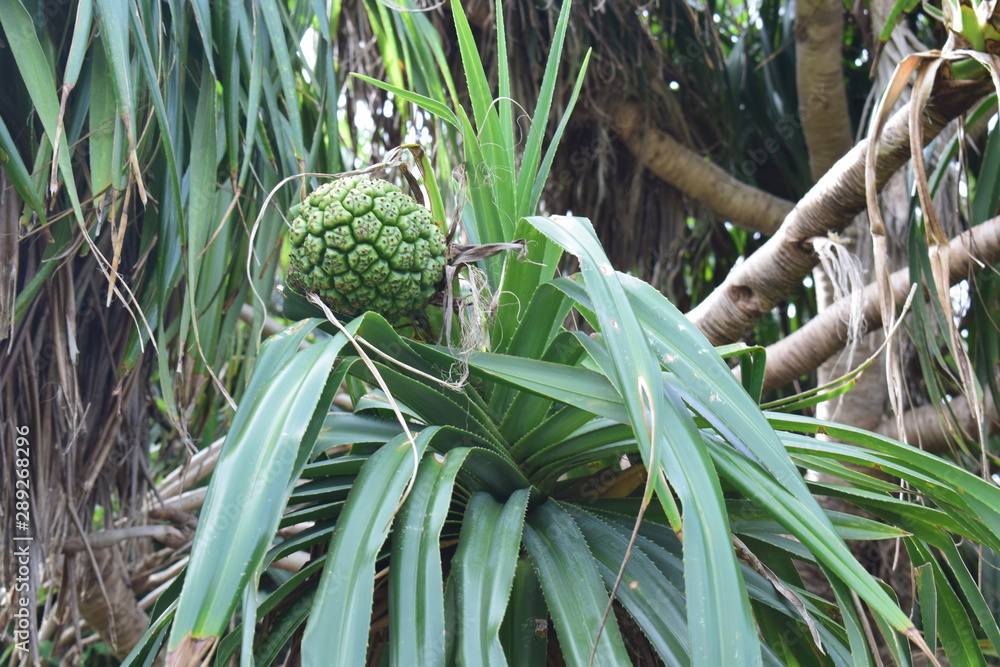 Miyako Jima Japão