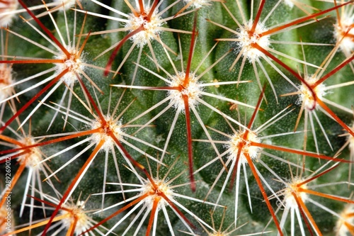 thorn cactus texture background, close-up