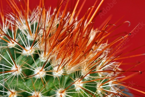 thorn cactus with red background   close-up  nature texture