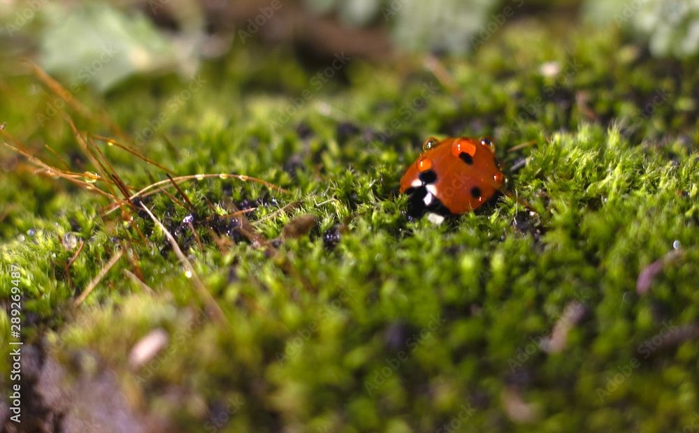 beautiful insect ladybug crawling on the grass in dew drops macro photography beautiful insect ladybug crawling on the grass in dew drops macro photography