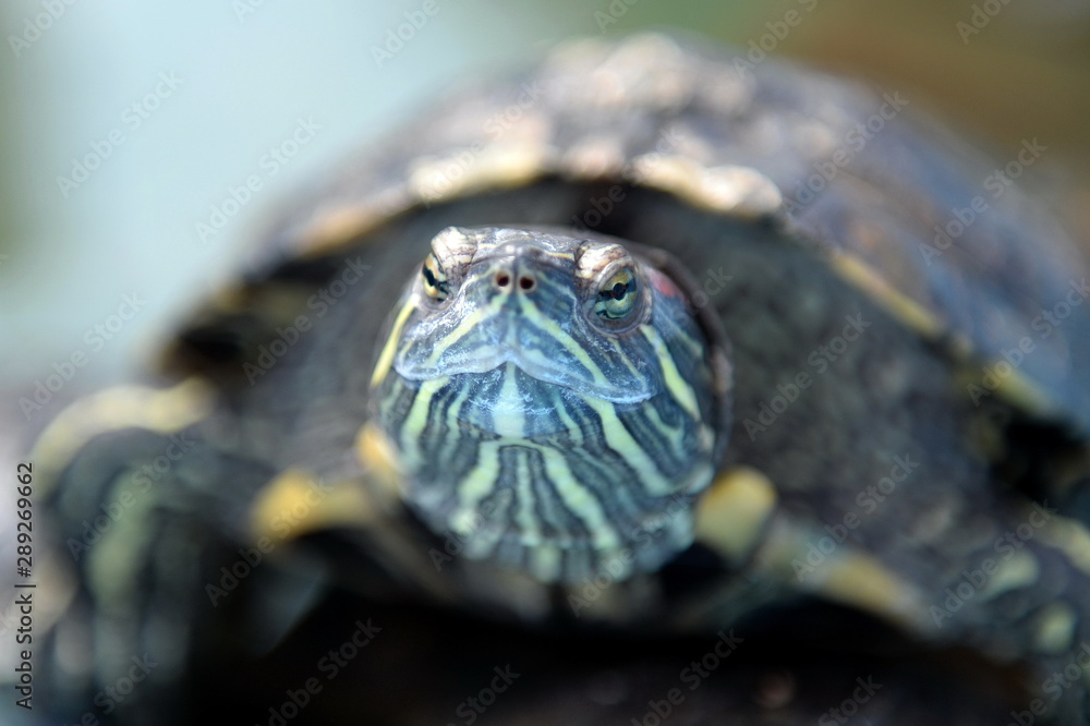 Obraz premium The red-eared turtle in the pond