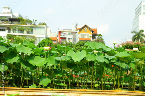 Wallpaper Mural Lotus pond in the park Torontodigital.ca