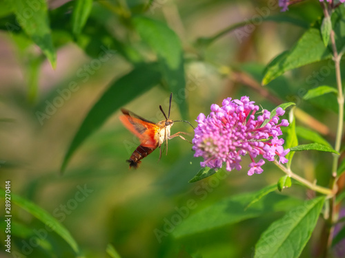 Humingbird moth in summer photo