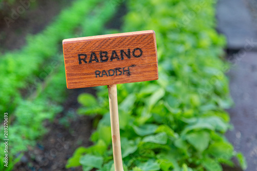 Radish growing in the garden. Wooden stake sign with writing Radish and Rabano in Spanish