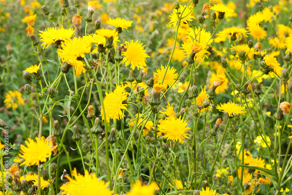 yellow flowers of sow thistle (Sonchus arvensis) on green meadow, selective focus yellow flowers of sow thistle (Sonchus arvensis) on green meadow, selective focus