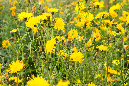 yellow flowers of sow thistle (Sonchus arvensis) on green meadow, selective focus