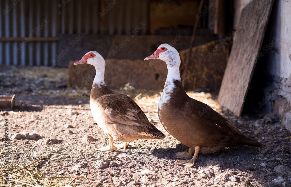 White domestic geese walking on green grass in the garden, natural outdoor animal background, rural scene White domestic geese walking on green grass in the garden, natural outdoor animal background, rural scene