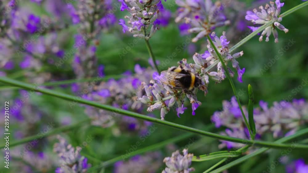 A bee slowly moves over lavender blossoms collecting pollen, England, UK. A bee slowly moves over lavender blossoms collecting pollen, England, UK.