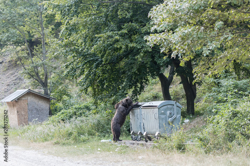 Brown bear looking for a food in a trash bin, human effects of nature pollution.