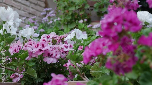 THE COURTYARDS FESTIVAL OF CORDOBA. Slider motion aproach of white and pink geraniums Flower. Patios de Córdoba photo