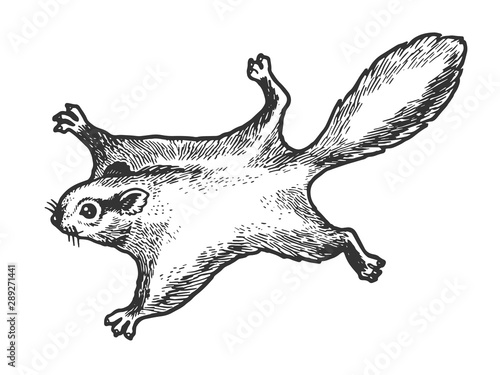 Flying squirrel animal sketch engraving vector illustration. Tee shirt apparel print design. Scratch board style imitation. Black and white hand drawn image.