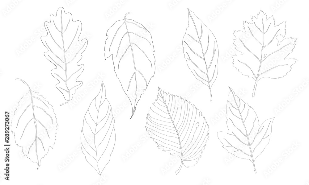Vector illustration, set. Leaves black line, oak leaf, maple leaf.