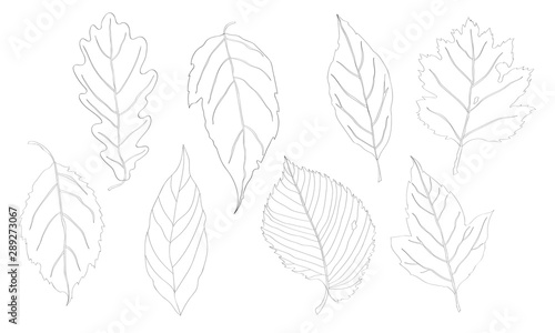 Vector illustration, set. Leaves black line, oak leaf, maple leaf.