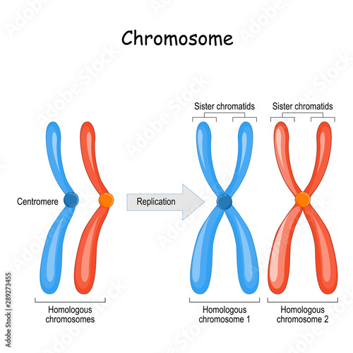 difference between homologous chromosomes, a pair of homologous chromosomes, and Sister chromatids photo