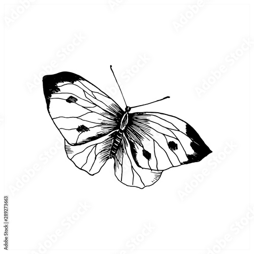 Butterfly sketch. Hand drawn insect butterfly cabbage. Sketch style vector illustration. Isolated on white.