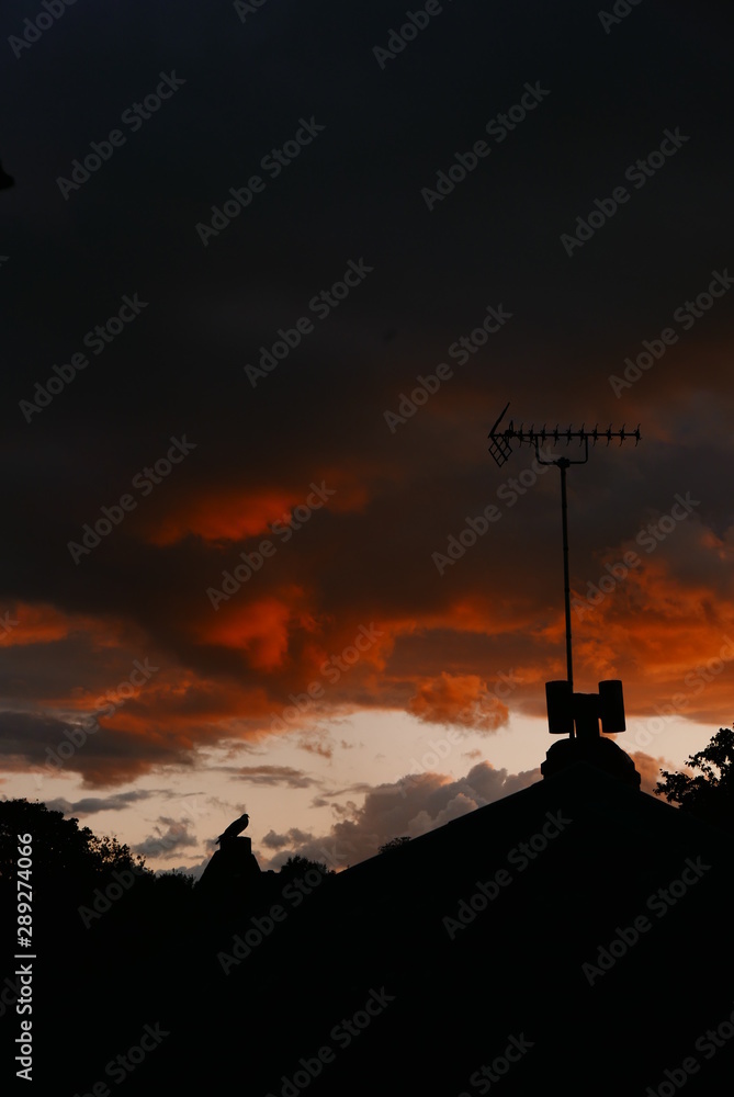 Rooftops with aerial and pigeon at sunset