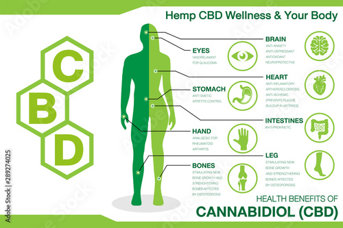 Hemp CBD Wellness and your body. Health benefits of Cannabidiol CBD from cannabis, hemp, marijuana effect on body. vector infographic on white background.