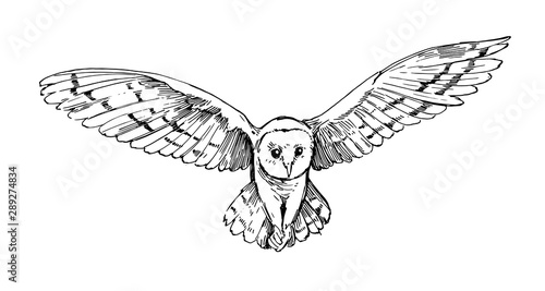 Owl sketch. Hand drawn illustration converted to vector